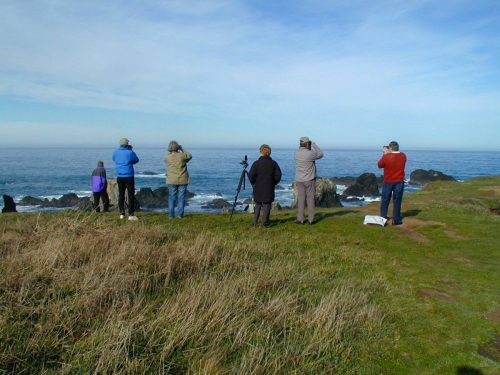 2003 Mendocino: Birding with John at dawn
